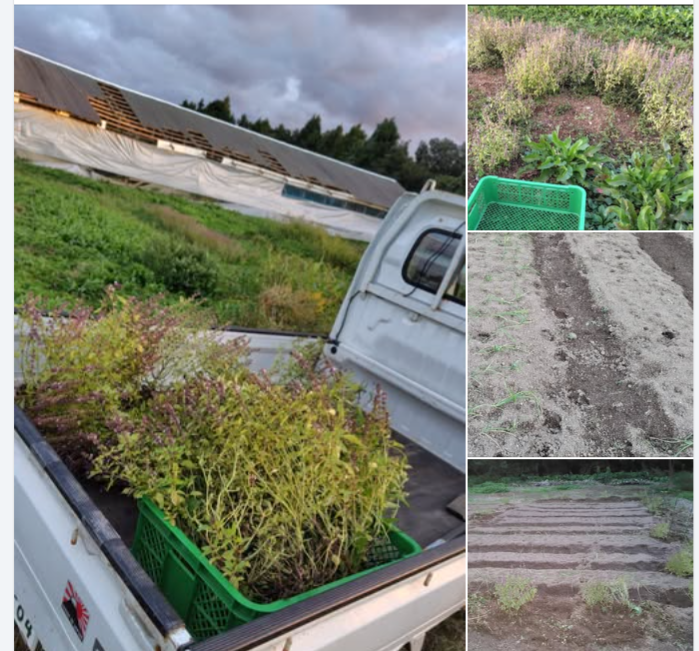 イノシシが歩き回った足跡があったので栽培2年目のホーリーバジルを移植-2024-10-21