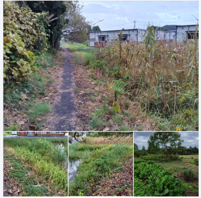 夜勤とウラジロ採取の合間に草刈り-2024-10-24