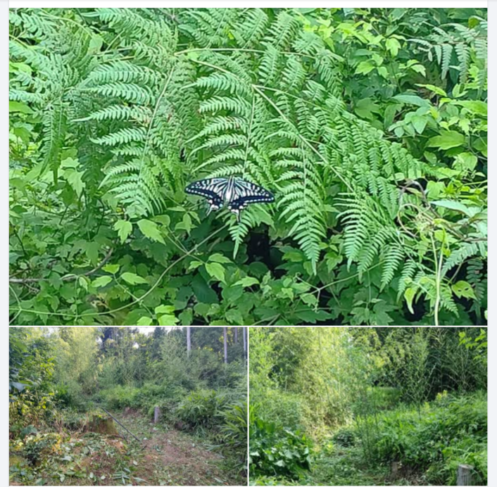 草刈りしてて蝶々見つけた-2024-07-23