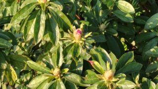 2年ぶりにツツジが開花します-2025-04-16