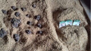 去年のヤーコンは5月7日に畑に植えつけましたが、7月30日にイノシシ被害で全滅しました-2025-04-17