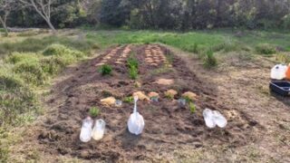 今日ヤーコンの種芋を植えつけました-2025-04-17
