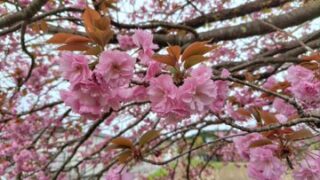 八重咲きのエゾサクラの方が満開になりました-2025-04-24