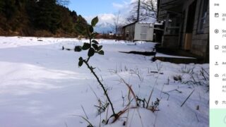 甲駅のツツジの裏側（ホーム側）に１輪の野バラを見つけたのは-2025-04-25