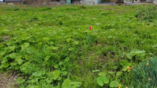 この赤いチューリップは私が2015年に甲駅を借りたときから毎年花を咲かせています-2025-04-26