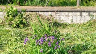 野あやめ（ノアヤメ）かな？-2025-04-27