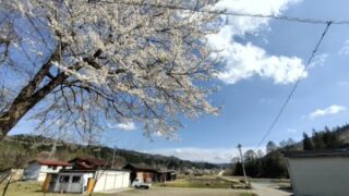 岐阜県の荘川(しょうかわ)桜も満開でしたね-2025-05-02