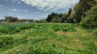 キジの巣が荒らされて割れた卵が散乱していました-2025-05-03