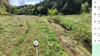 この場所はいつの間にかワラビと菊芋になりました-2025-05-04