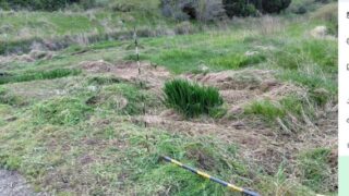 菖蒲湯で使う「匂い菖蒲」ですが、今年はというか水がない-2025-05-04