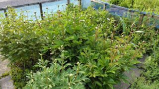 家庭菜園の芍薬（シャクヤク）の花のつぼみもふくらんできました-2025-05-05