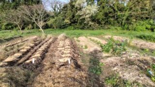 品種改良用のアンデスの雪とアンデスの乙女16苗ずつを今朝定植しました-2025-05-05