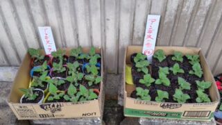 茨城大学農学部に私から送って栽培してもらうことになりました-2025-05-06