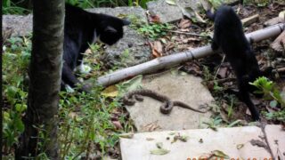 そういえば猫はマムシを見るとちょっかい出しますね-2025-05-11