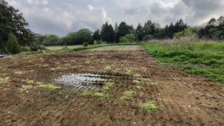 春の野草が種だけになったので、空き地にばらまきました-2025-05-12