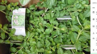 ペニーロイヤルミントというミントについて-2025-05-13