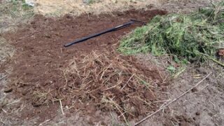 セイタカアワダチソウなどの雑草に覆われた場所を畑に変える作業中です-2025-05-16