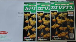 穴水町の草月流の生け花の先生から「大輪咲きひまわり」と「カナリアナス」の注文をいただきました-2025-05-16
