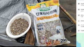 去年はコーナンオリジナルのひまわりの種を使いましたが、ちゃんと花が咲きました-2025-05-16