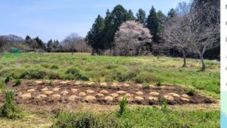 4月１７日に植えつけたヤーコンの種芋ですが-2025-05-16