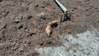 地面を4本爪備中鍬で起こしたらイモが大量に出てきた-2025-05-19