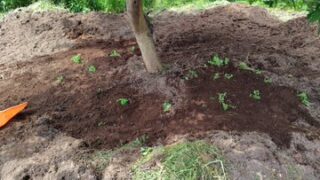 ペニーロイヤルミントです-2025-05-21