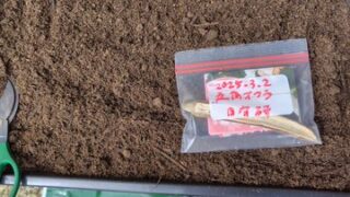 5月21日に育苗トレイを使って種まきしてました-2025-05-25