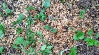 やっとヤーコンの発芽が確認できました-2025-05-26