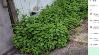 2012年から借りている倉庫の周囲にアップルミントを植えています-2025-05-26