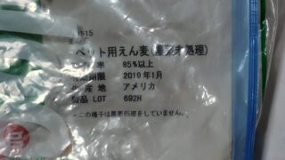 エン麦はペット用の猫草としても販売されています-2025-05-26