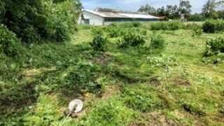 ペニーロイヤルミントが消えました-2025-05-27