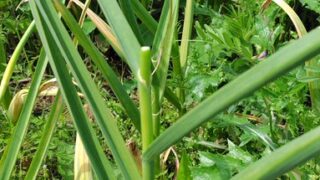 にんにく栽培2年目ですが、品種を1年目のホワイトニンニクから「かてい」という暖地系に変えました-2025-05-30