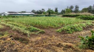 ニンニクの収穫準備の草取りを三角ホーでしてました-2025-06-01