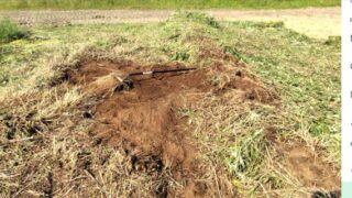 セイタカアワダチソウなどが出てこないように草刈りをして根っこも取ってます-2025-06-02