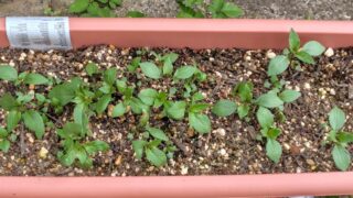 ホーリーバジルです。６月１２日にやっと畑に植えれるくらいの大きさになりましたが、１か月かかりました-2025-06-13