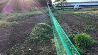 梅雨が明けたような暑い日が昨日から続いてます-2025-06-18