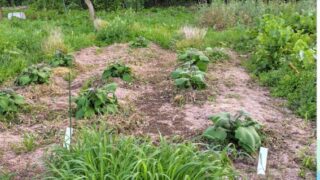 7月ごろに茨城県の日本ヤーコン協会の方がこの畑のヤーコンを視察に来られる話が進んでいます-2025-06-19