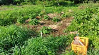 6月21日の朝、ヤーコン畑を見たらイノシシの侵入発見-2025-06-21