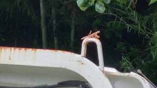 カメラ目線のカマキリ-2025-07-06