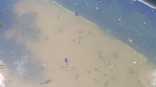 見たら8月なのに、おたまじゃくしがいました。 調べたらアマガエルらしいです-2025-08-07