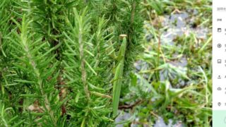 ローズマリーの枝にカマキリがしがみついてました-2025-08-12