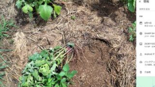 ここ数日間あれだけ雨が降っているのに、ヤーコン育苗畑にイノシシが来てました-2025-08-12