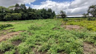 雨が降ったので雑草の成長がすごいことに-2025-08-16