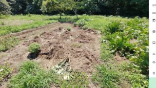 8月13日の夜から朝にかけて、ヤーコンとヒマワリがイノシシに荒らされた-2025-08-16