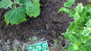 これはカナリアナスという鑑賞用の植物です-2025-08-16