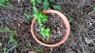 7月16日からスイートバジルの鉢植えを作り始めて、１ヶ月経ってやっと新芽が出てきました-2025-08-18