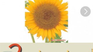 イノシシに花が咲いたばかりのヒマワリを荒らされたので、種をまき直すことにしました-2025-08-20