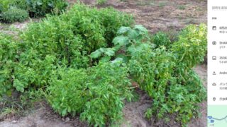 穴水町の生け花の草月流の先生から注文を受けて試作している「カナリアナス」です-2025-08-26