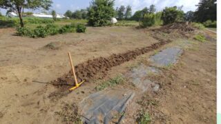 2年前の2023年4月に地表を覆っていたセイタカアワダチソウなどの茎の固い雑草を刈り取って積み上げました-2025-08-27