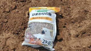 ひまわりの種は花用が11粒と去年買ったペット用の種を使いました-2025-08-29